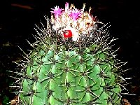 Melocactus SP de Herdt JB .JPG